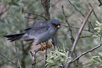 sitting Red-footed Falcon