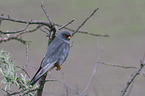 sitting Red-footed Falcon