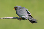 sitting Red-footed Falcon