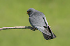 sitting Red-footed Falcon