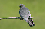 sitting Red-footed Falcon