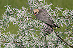 sitting Red-footed Falcon