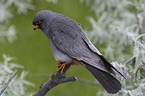 sitting Red-footed Falcon