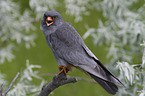 sitting Red-footed Falcon