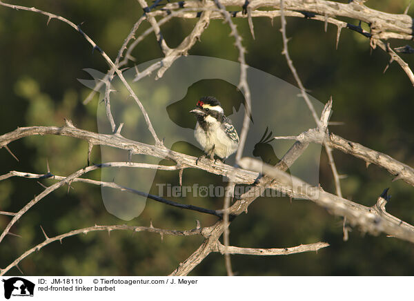 Feuerstirn-Bartvogel / red-fronted tinker barbet / JM-18110