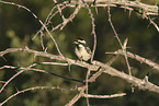 red-fronted tinker barbet