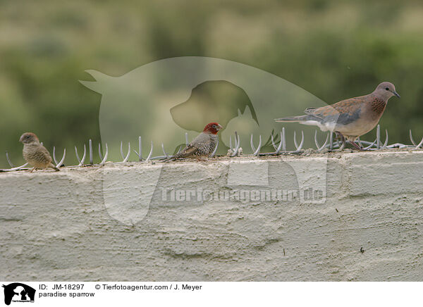 Rotkopfamadine / paradise sparrow / JM-18297
