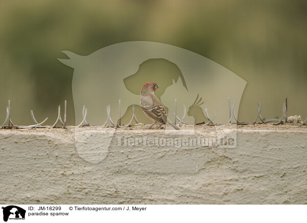 Rotkopfamadine / paradise sparrow / JM-18299