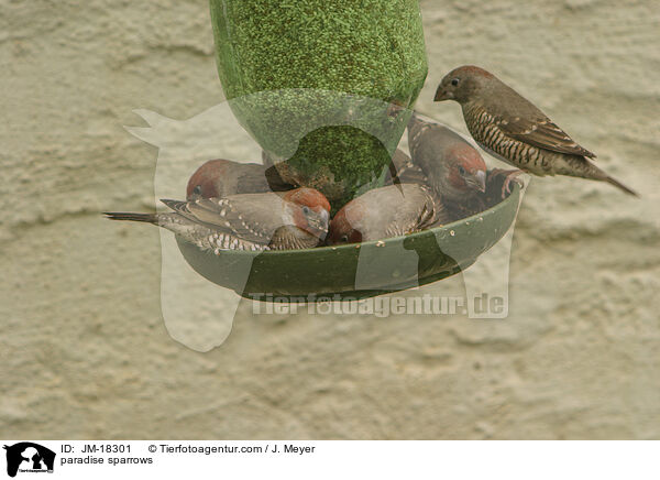 Rotkopfamadinen / paradise sparrows / JM-18301
