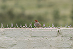 paradise sparrow