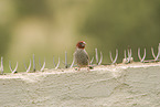 paradise sparrow