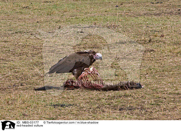 Lappengeier / red-headed vulture / MBS-03177
