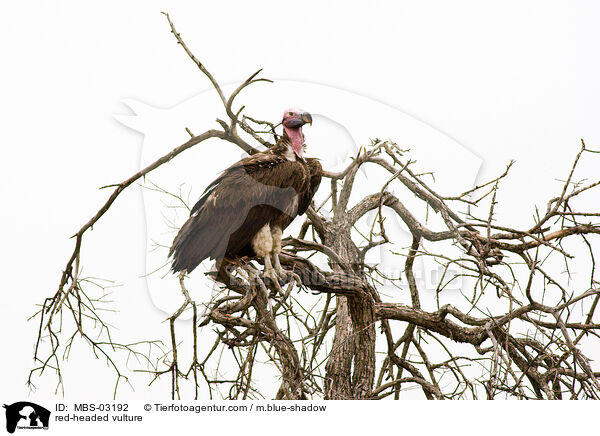 Lappengeier / red-headed vulture / MBS-03192