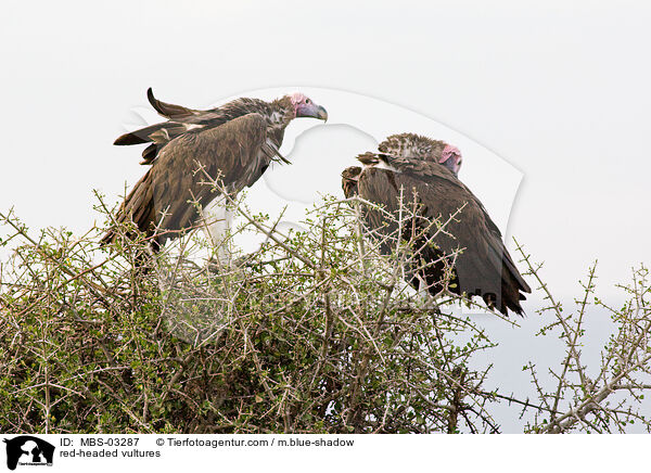 Lappengeier / red-headed vultures / MBS-03287