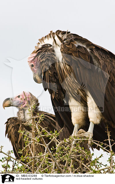 Lappengeier / red-headed vultures / MBS-03288