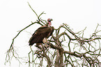 red-headed vulture
