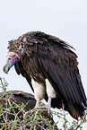 red-headed vulture