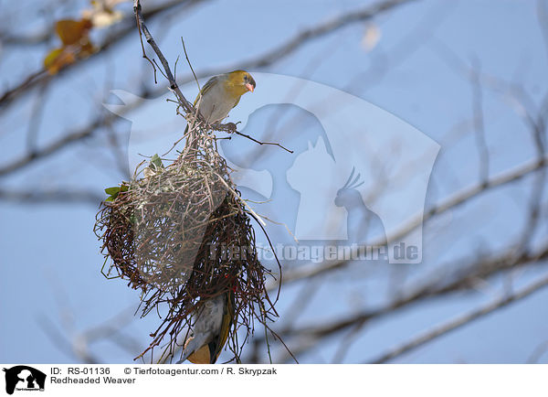 Redheaded Weaver / RS-01136