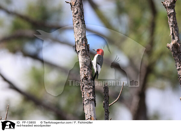 red-headed woodpecker / FF-13800
