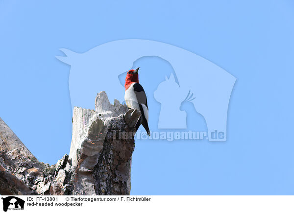 Rotkopfspecht / red-headed woodpecker / FF-13801
