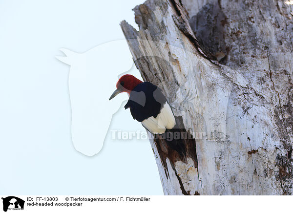 Rotkopfspecht / red-headed woodpecker / FF-13803
