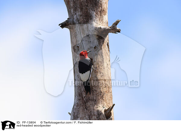 Rotkopfspecht / red-headed woodpecker / FF-13804