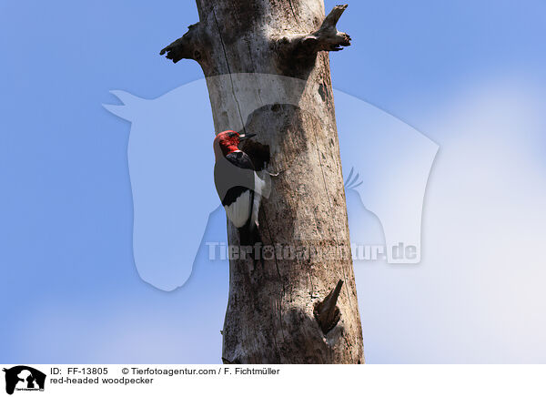 Rotkopfspecht / red-headed woodpecker / FF-13805