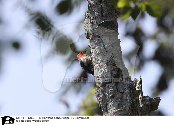 Rotkopfspecht / red-headed woodpecker / FF-14269