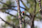 red-headed woodpecker