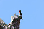 red-headed woodpecker