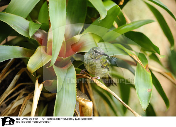 Trkisnaschvogel / red-legged honeycreeper / DMS-07440