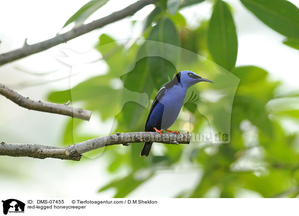 Trkisnaschvogel / red-legged honeycreeper / DMS-07455