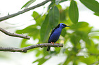 red-legged honeycreeper