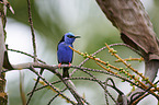 red-legged honeycreeper