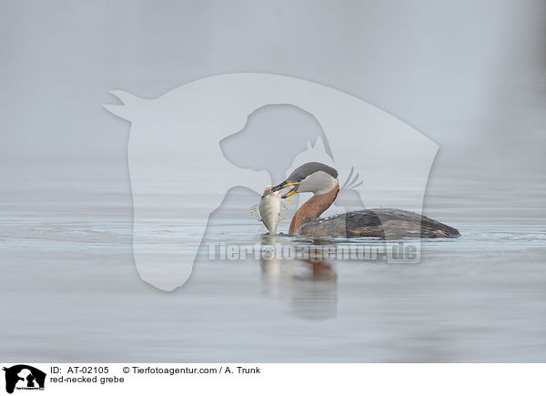 red-necked grebe / AT-02105