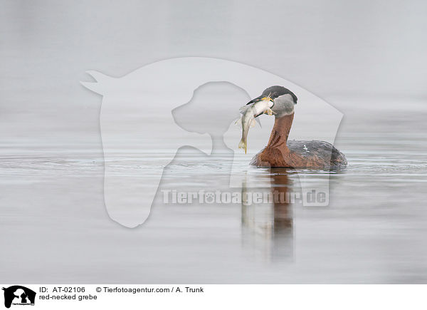 red-necked grebe / AT-02106