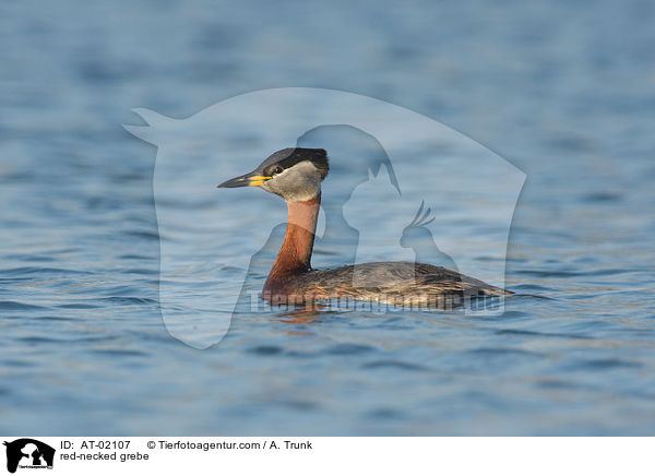 red-necked grebe / AT-02107