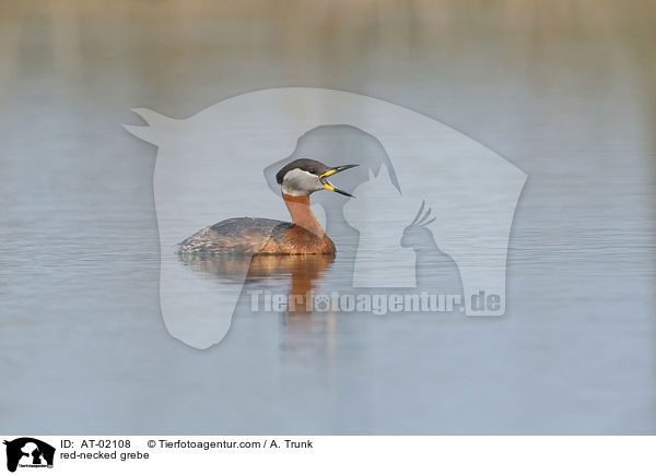 Rothalstaucher / red-necked grebe / AT-02108