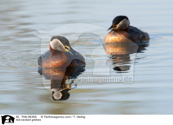 Rothalstaucher / red-necked grebes / THA-06369