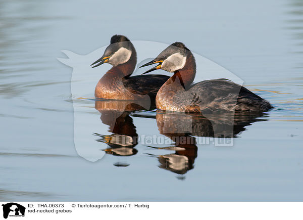 Rothalstaucher / red-necked grebes / THA-06373