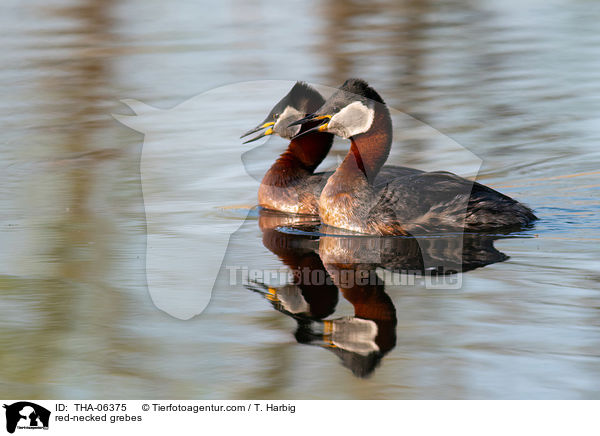 Rothalstaucher / red-necked grebes / THA-06375