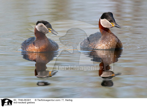 Rothalstaucher / red-necked grebes / THA-06381