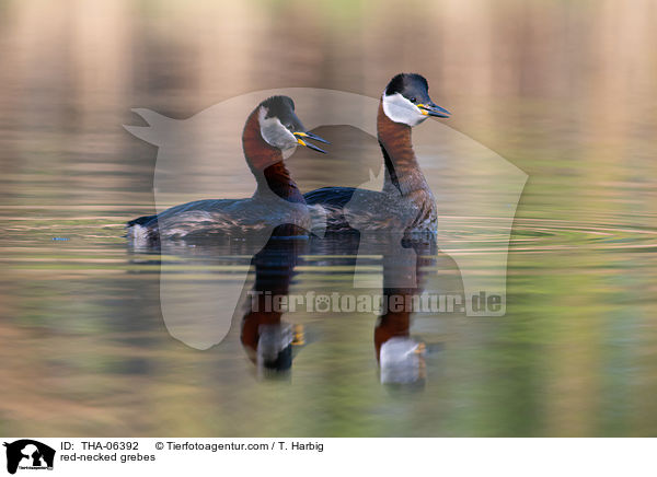 Rothalstaucher / red-necked grebes / THA-06392