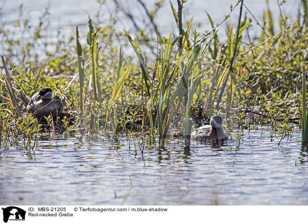 Red-necked Grebe / MBS-21205