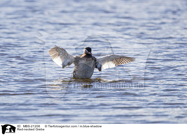Rothalstaucher / Red-necked Grebe / MBS-21206