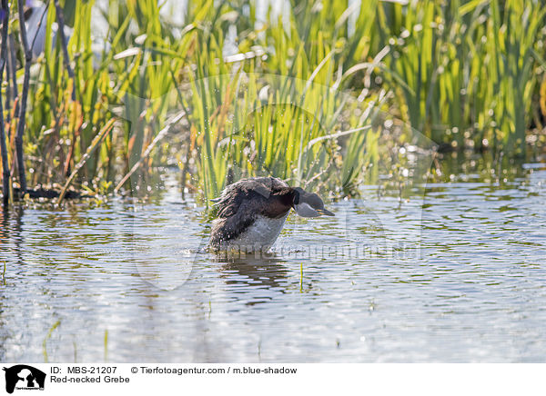 Red-necked Grebe / MBS-21207