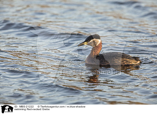 schwimmender Rothalstaucher / swimming Red-necked Grebe / MBS-21222