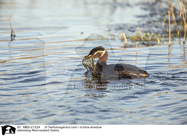 schwimmender Rothalstaucher / swimming Red-necked Grebe / MBS-21224