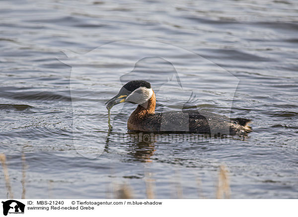 swimming Red-necked Grebe / MBS-21240