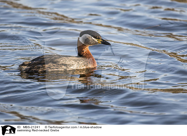 schwimmender Rothalstaucher / swimming Red-necked Grebe / MBS-21241